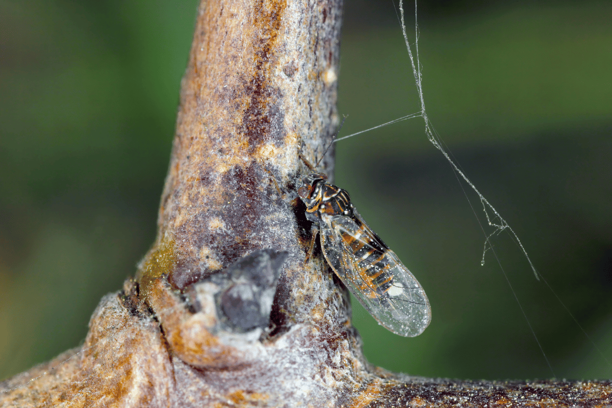 Psylla pyri (pear psylla, European pear sucker) is one of the most important pear.png